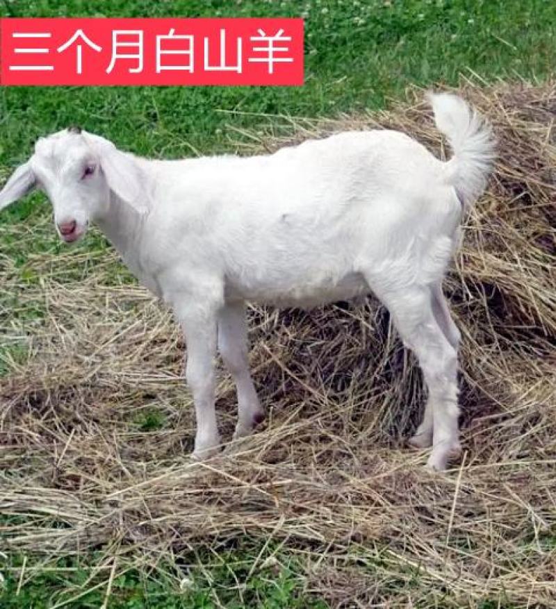 山羊大小山羊，常年销售量大从优，欢迎各地客商前来视察选购