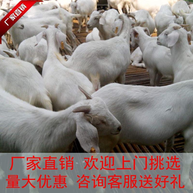 山羊大小山羊，常年销售量大从优，欢迎各地客商前来视察选购