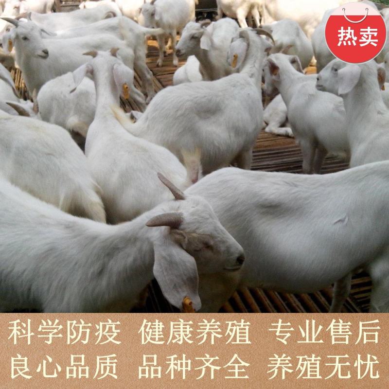 山羊大小山羊，常年销售量大从优，欢迎各地客商前来视察选购