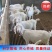 山羊大小山羊，常年销售量大从优，欢迎各地客商前来视察选购