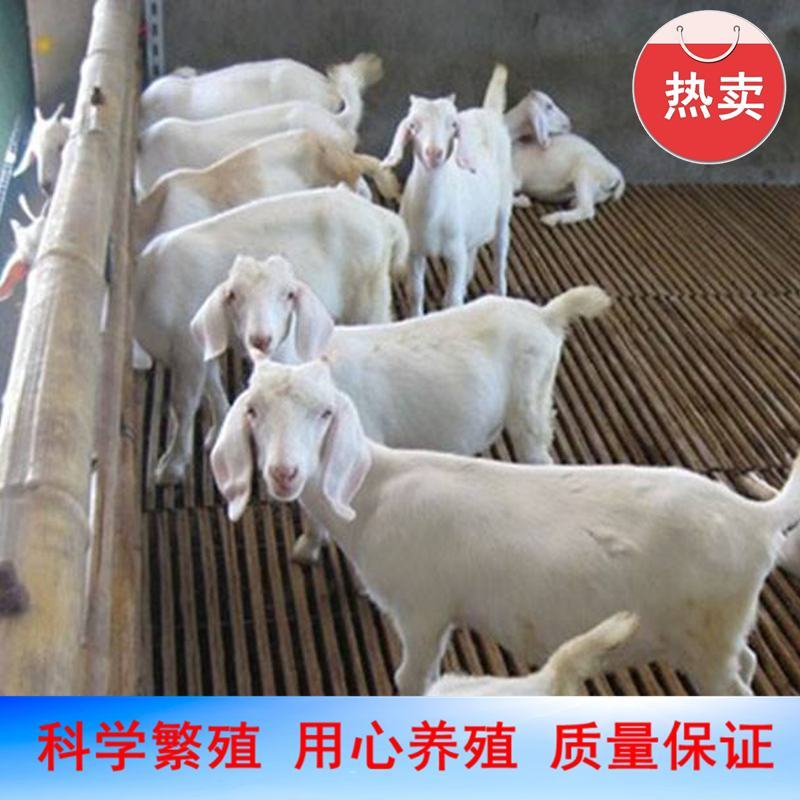 山羊大小山羊，常年销售量大从优，欢迎各地客商前来视察选购