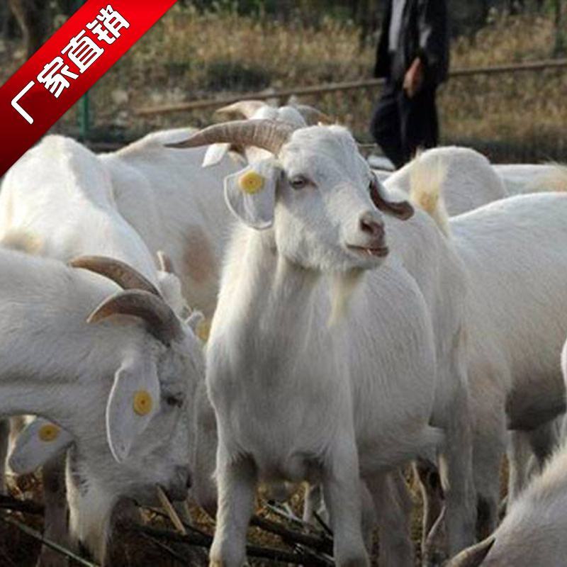 山羊大小山羊，常年销售量大从优，欢迎各地客商前来视察选购