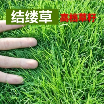 进结缕草种子日本草坪草籽四季长青矮生耐践踏庭院足球场草