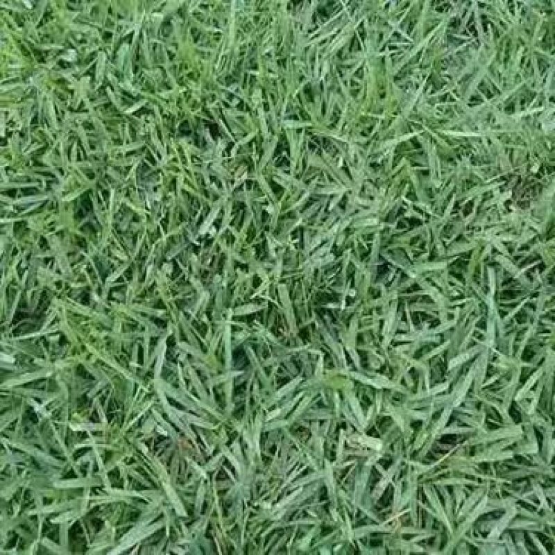 进结缕草种子日本草坪草籽四季长青矮生耐践踏庭院足球场草