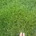 进结缕草种子日本草坪草籽四季长青矮生耐践踏庭院足球场草