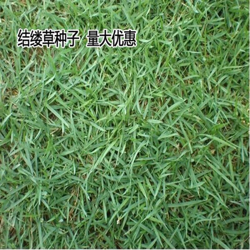 进结缕草种子日本草坪草籽四季长青矮生耐践踏庭院足球场草