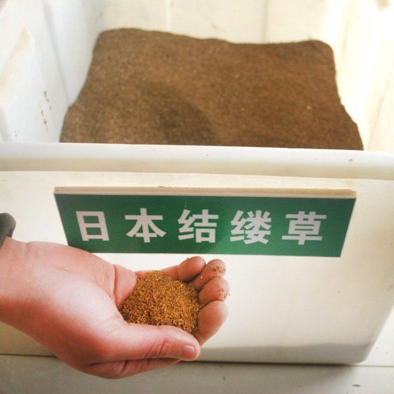 进结缕草种子日本草坪草籽四季长青矮生耐践踏庭院足球场草