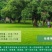 进结缕草种子日本草坪草籽四季长青矮生耐践踏庭院足球场草