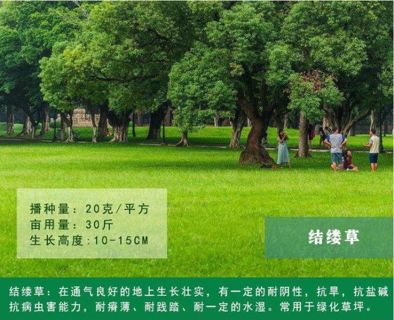 进结缕草种子日本草坪草籽四季长青矮生耐践踏庭院足球场草