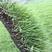 进结缕草种子日本草坪草籽四季长青矮生耐践踏庭院足球场草