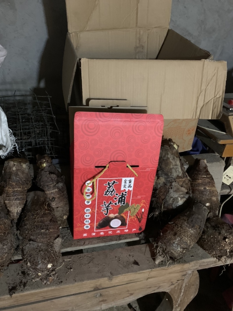 正宗荔浦芋头，单只重量在7.5斤～13斤的特大特级荔浦芋头一