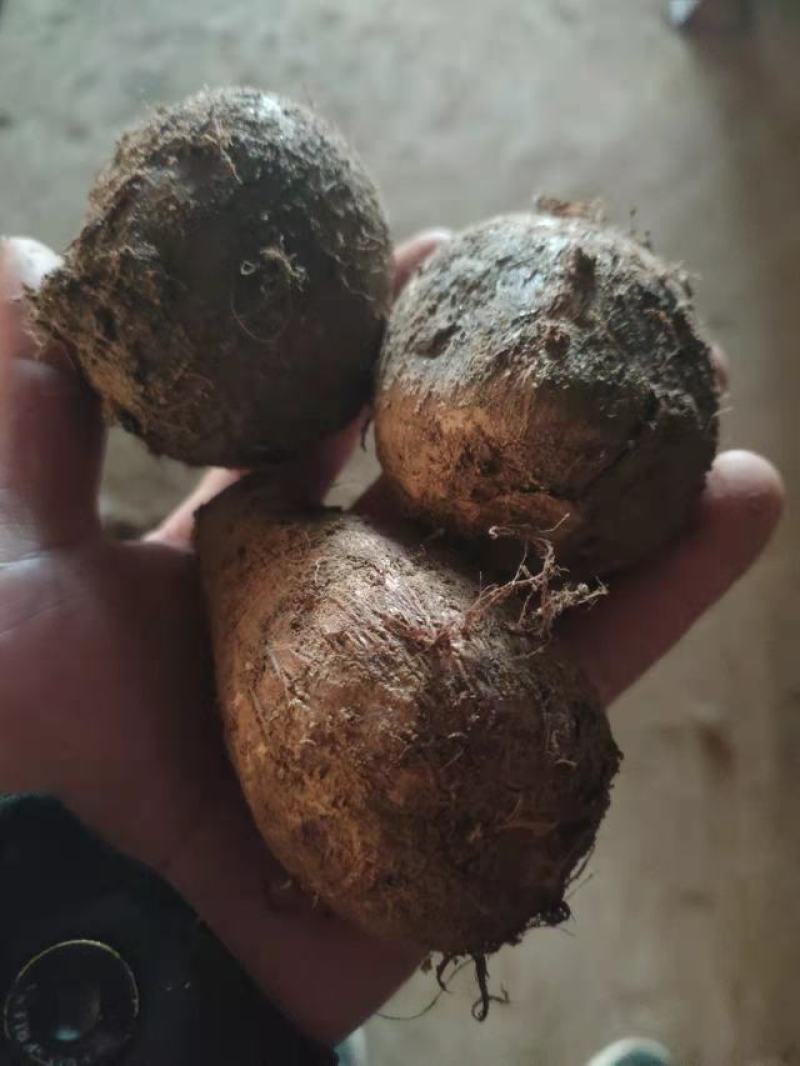 毛芋头4厘米以上大量供应货源充足山东毛芋头