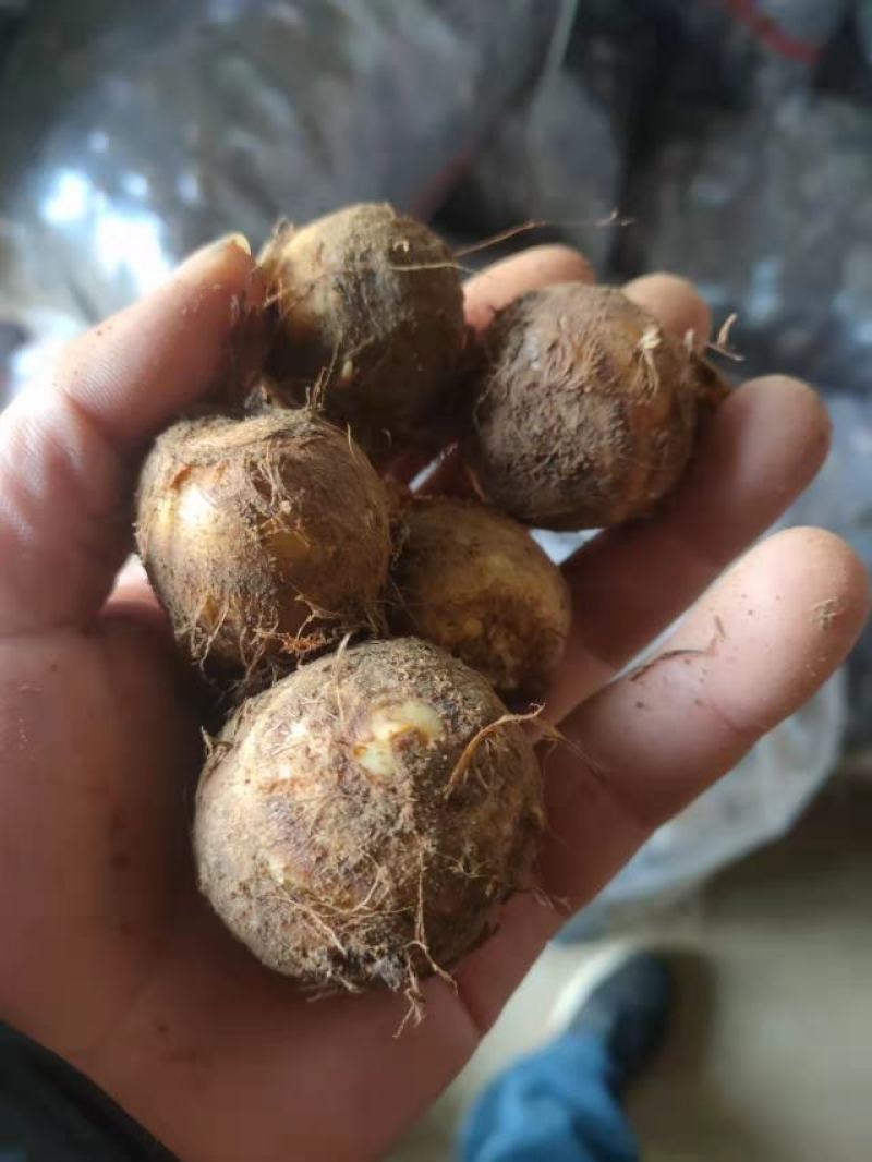 毛芋头4厘米以上大量供应货源充足山东毛芋头