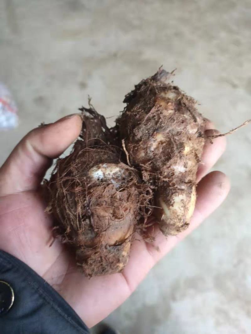 毛芋头4厘米以上大量供应货源充足山东毛芋头