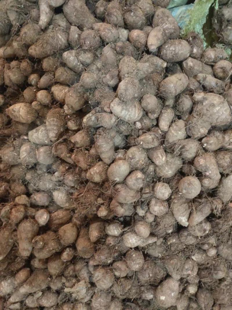 毛芋头4厘米以上大量供应货源充足山东毛芋头