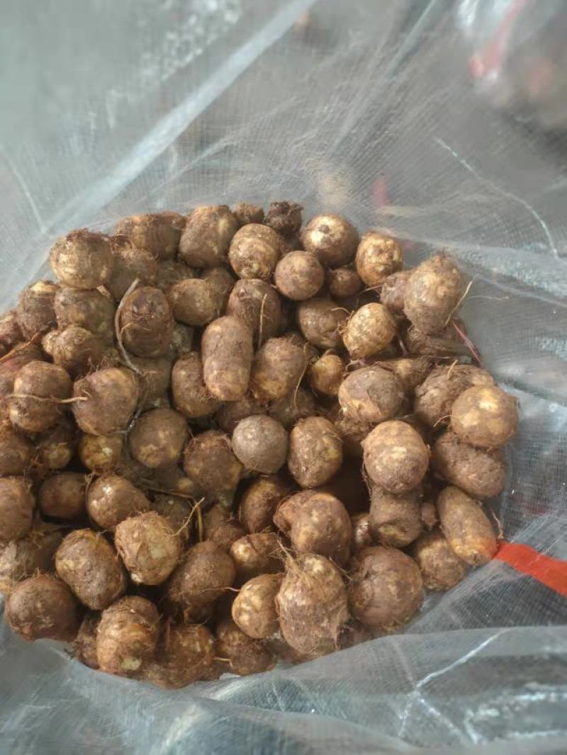 毛芋头4厘米以上大量供应货源充足山东毛芋头