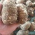 毛芋头4厘米以上大量供应货源充足山东毛芋头
