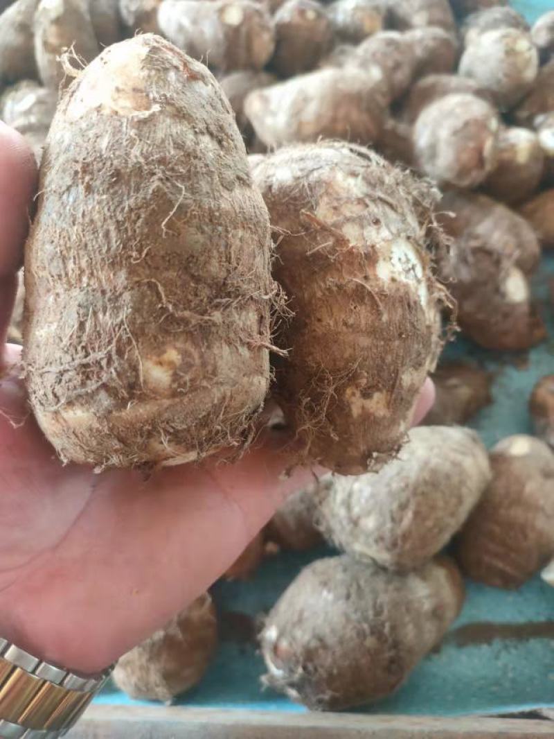 毛芋头4厘米以上大量供应货源充足山东毛芋头