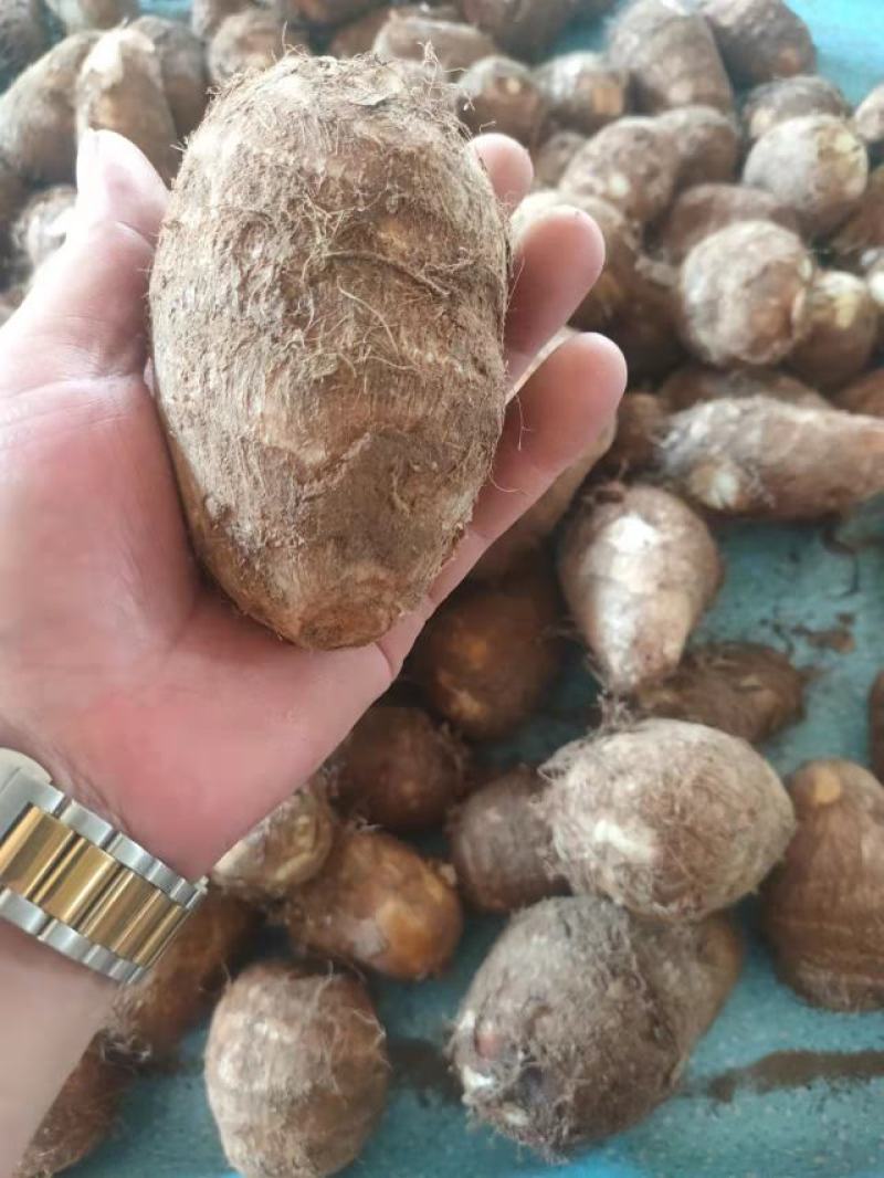 毛芋头4厘米以上大量供应货源充足山东毛芋头