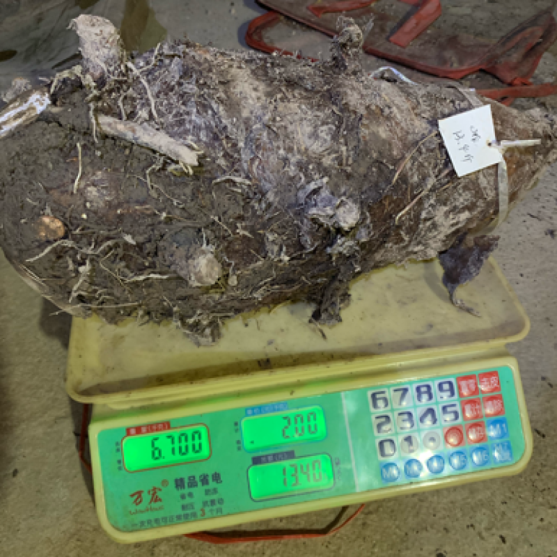 正宗荔浦芋头，单只重量在7.5斤～13斤的特大特级荔浦芋头一