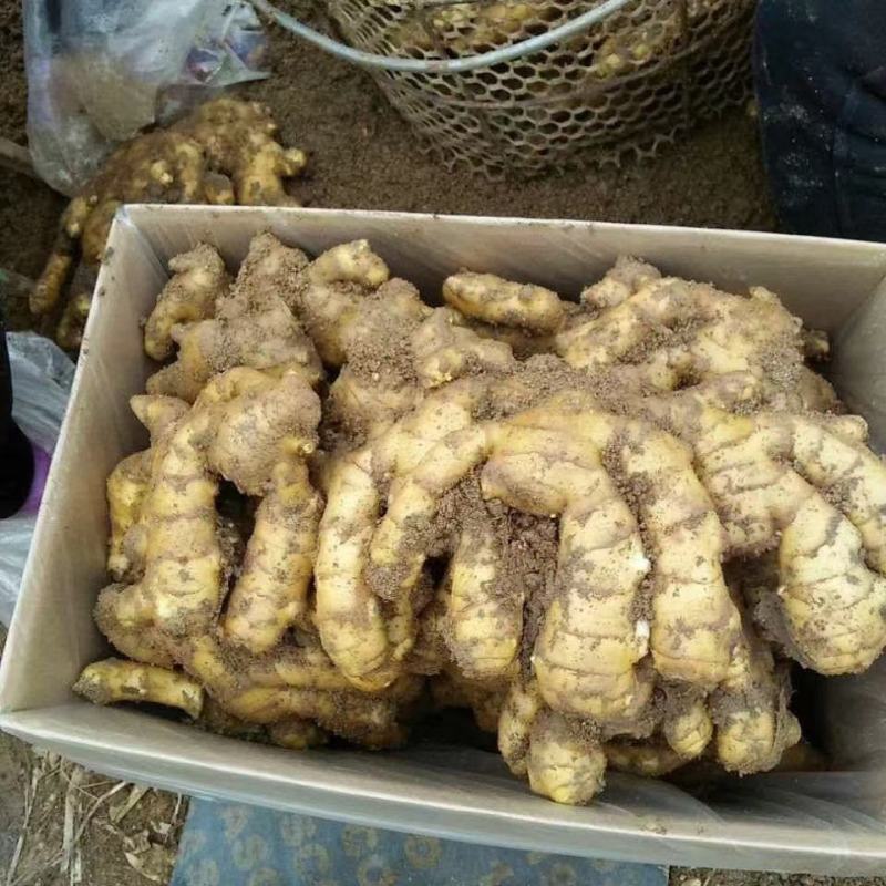 大黄姜货源充足，质量好，价格优山生姜产地