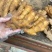 大黄姜货源充足,质量好,价格优山生姜产地