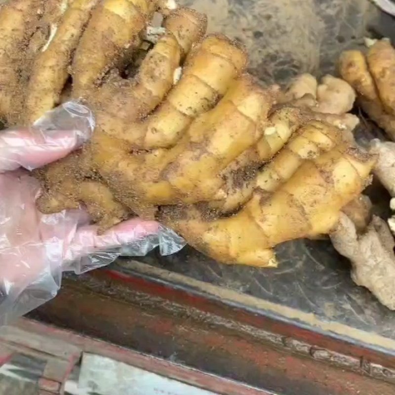 大黄姜货源充足，质量好，价格优山生姜产地