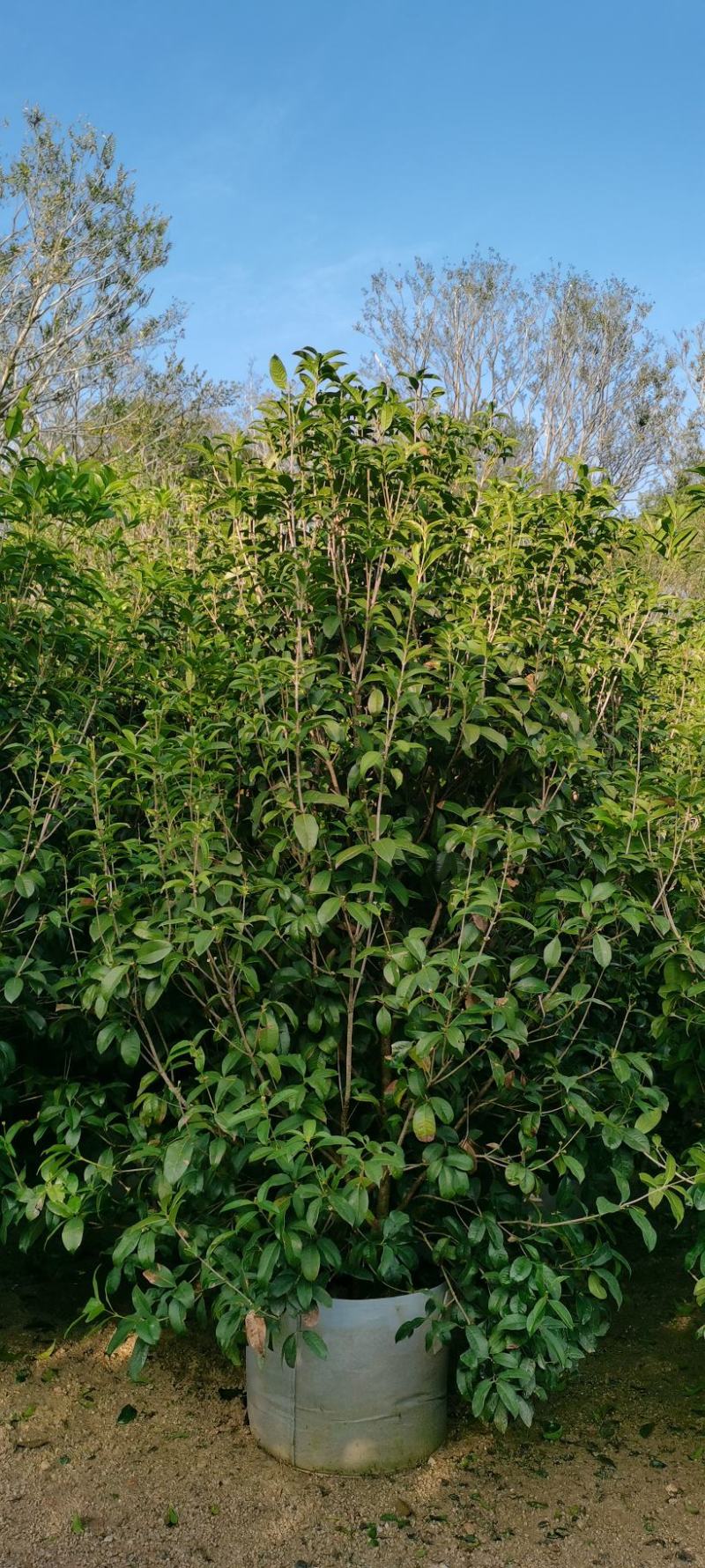 金桂，桂花，四季桂种植园直发欢迎来电咨询
