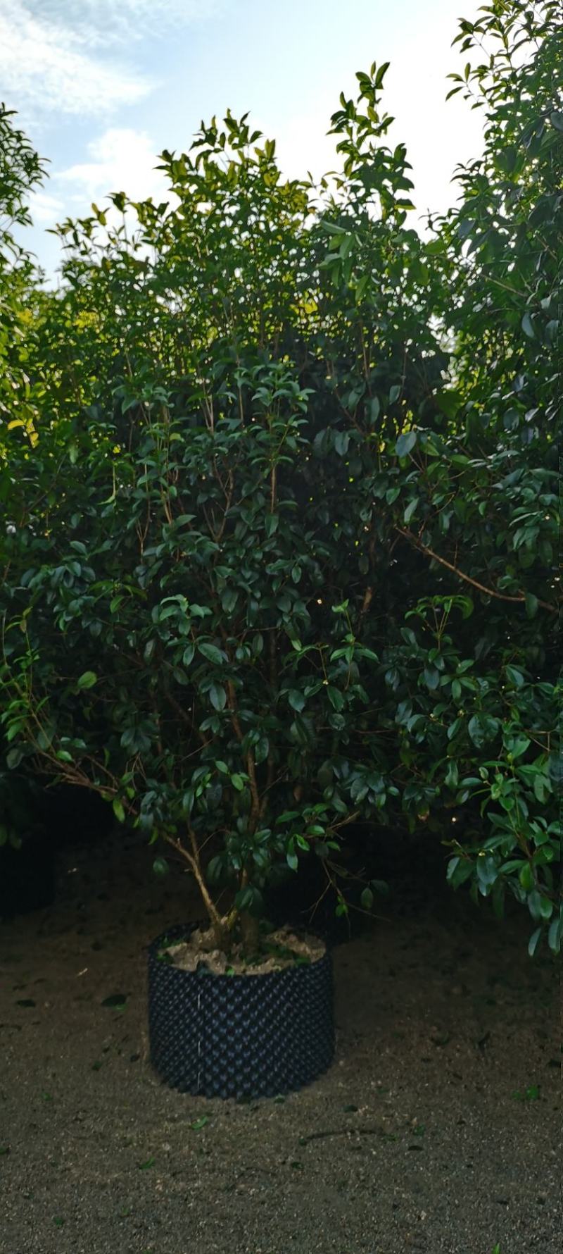 金桂，桂花，四季桂种植园直发欢迎来电咨询