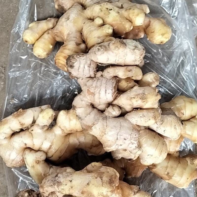大黄姜货源充足，质量好，价格优山生姜产地