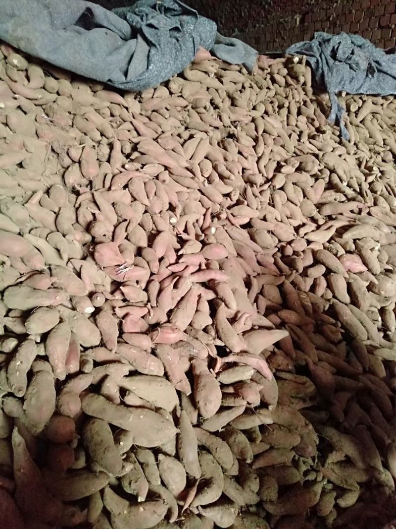 山东哈密红薯基地货源充足口感甘甜