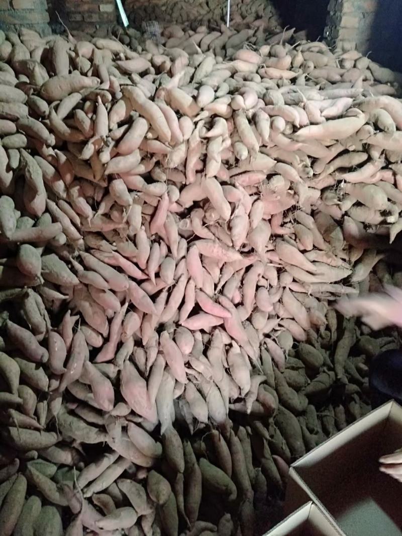 山东哈密红薯基地货源充足口感甘甜