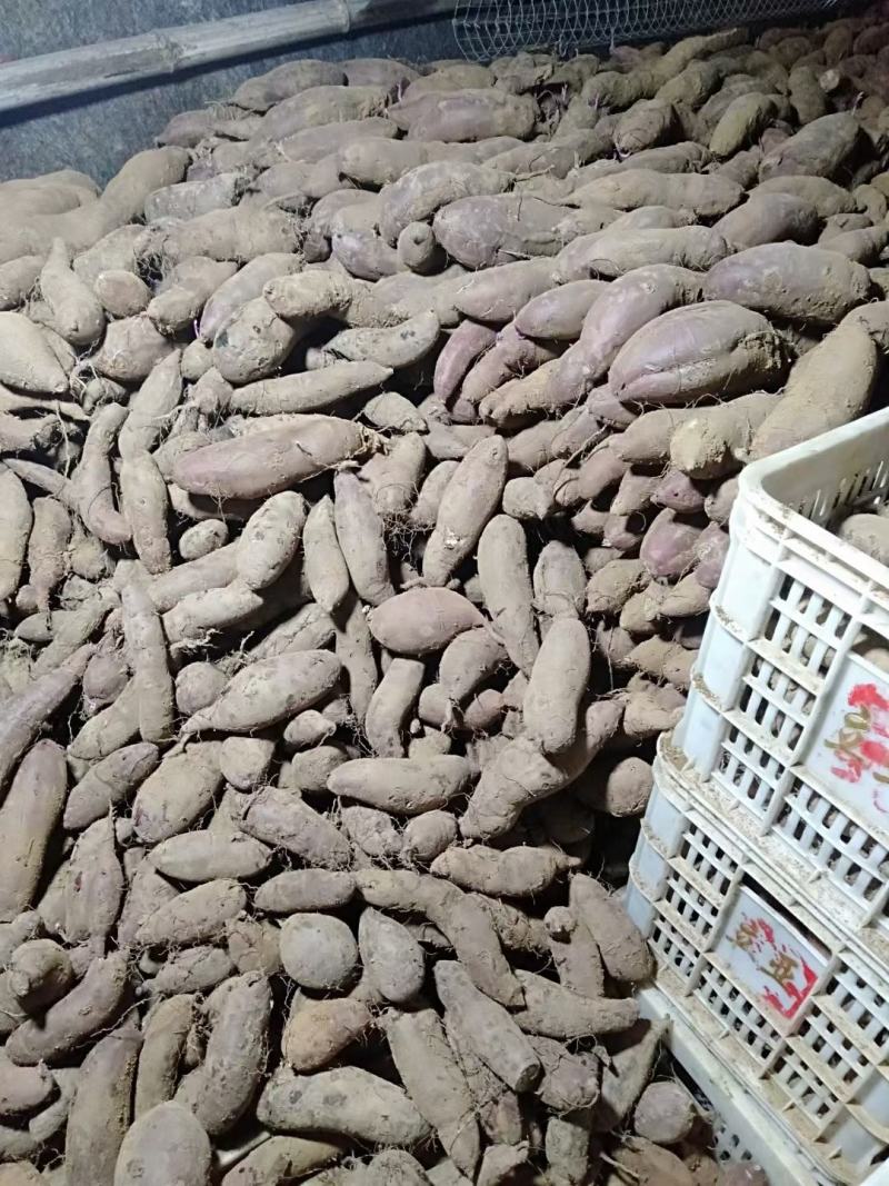 山东哈密红薯基地货源充足口感甘甜