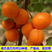 新品种杏树嫁接苗荷兰香蜜杏树苗杏子树苗香杏子苗南方北方种