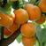 新品种杏树嫁接苗荷兰香蜜杏树苗杏子树苗香杏子苗南方北方种