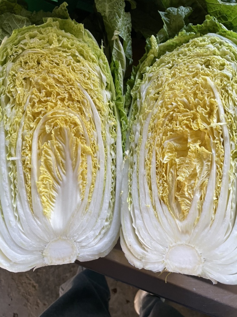 东台优质大白菜直供，品质好，价格合理，需要速度联系