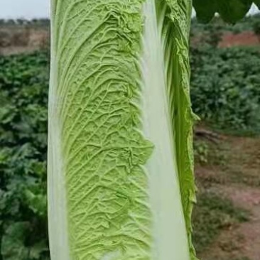麻叶青白菜上市中，净菜0.3元一斤，需要的老板欢迎联系我