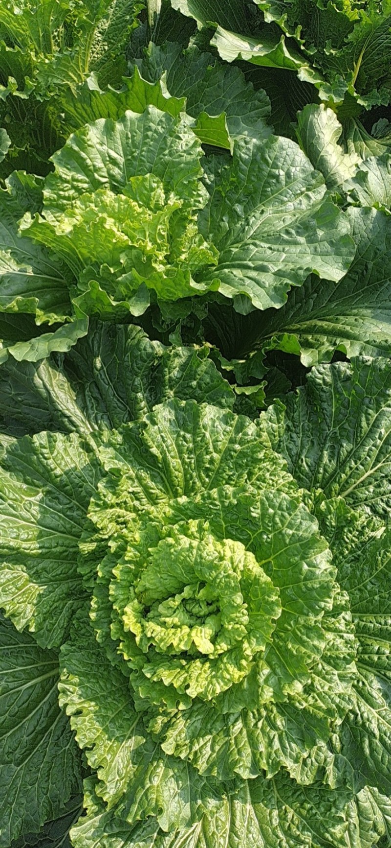 麻叶青白菜上市中，净菜0.3元一斤，需要的老板欢迎联系我