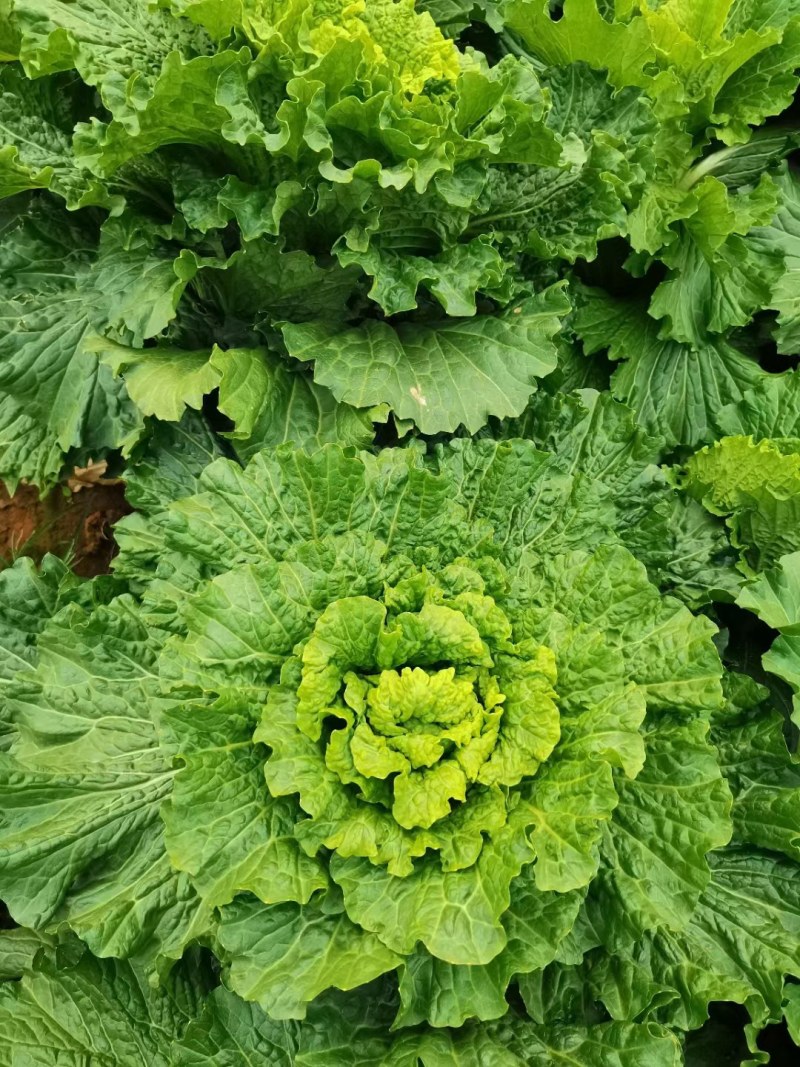 麻叶青白菜上市中，净菜0.3元一斤，需要的老板欢迎联系我