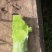 云南高原莴笋莴苣(光杆)大量上无空心无裂口无开花
