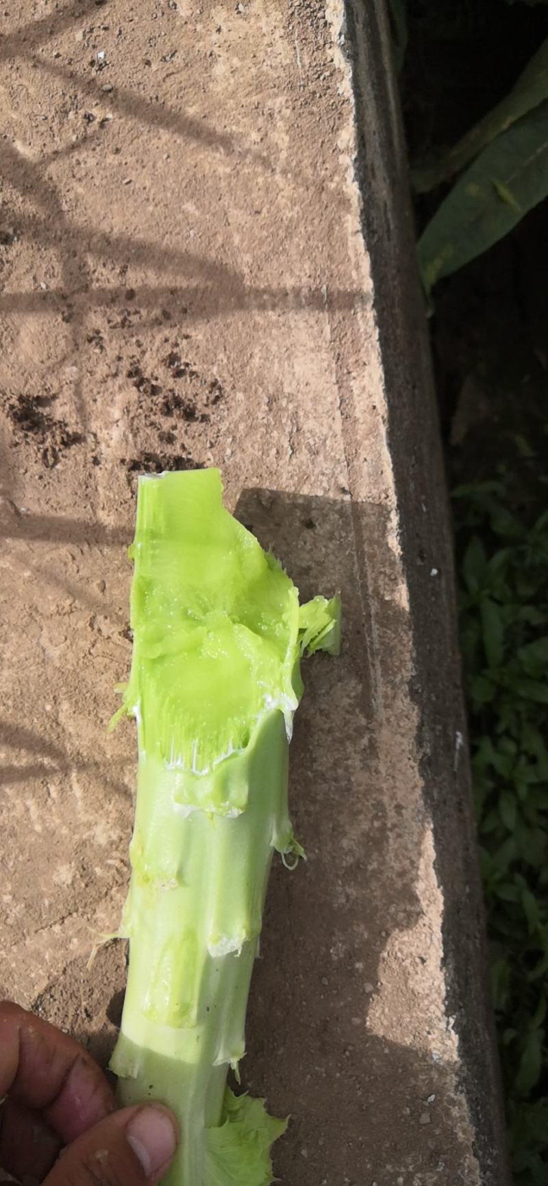 云南高原莴笋莴苣(光杆)大量上无空心无裂口无开花