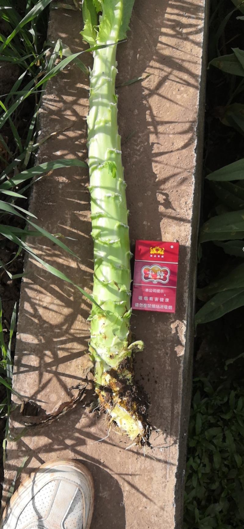 云南高原莴笋莴苣(光杆)大量上无空心无裂口无开花