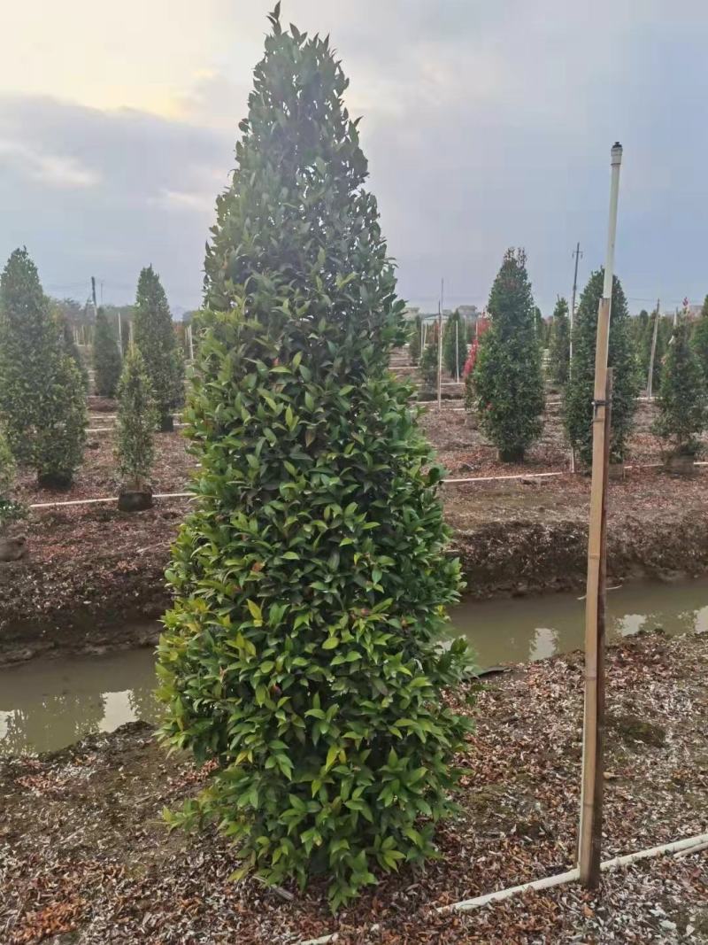 【红车】【富贵红】红枝蒲桃木红车木，广东基地直销