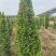 【红车】【富贵红】红枝蒲桃木红车木，广东基地直销
