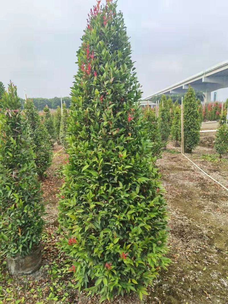【红车】【富贵红】红枝蒲桃木红车木，广东基地直销