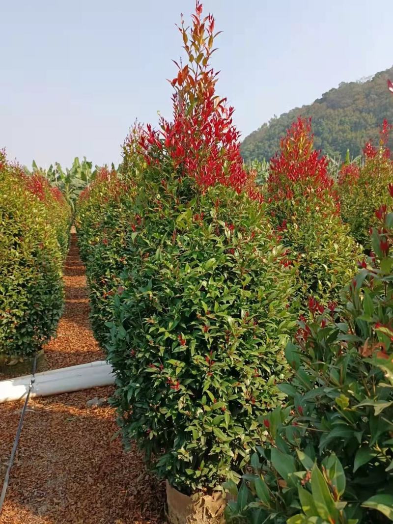 【红车】【富贵红】红枝蒲桃木红车木，广东基地直销