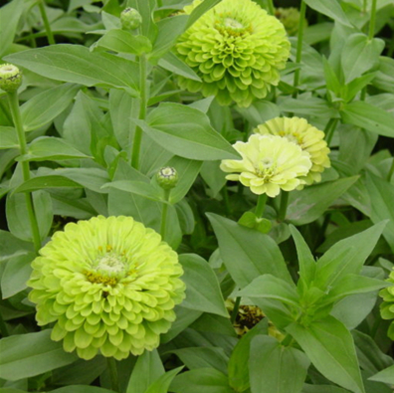 四季易种百日草花卉种子七彩重瓣百日菊花籽庭院花坛观赏