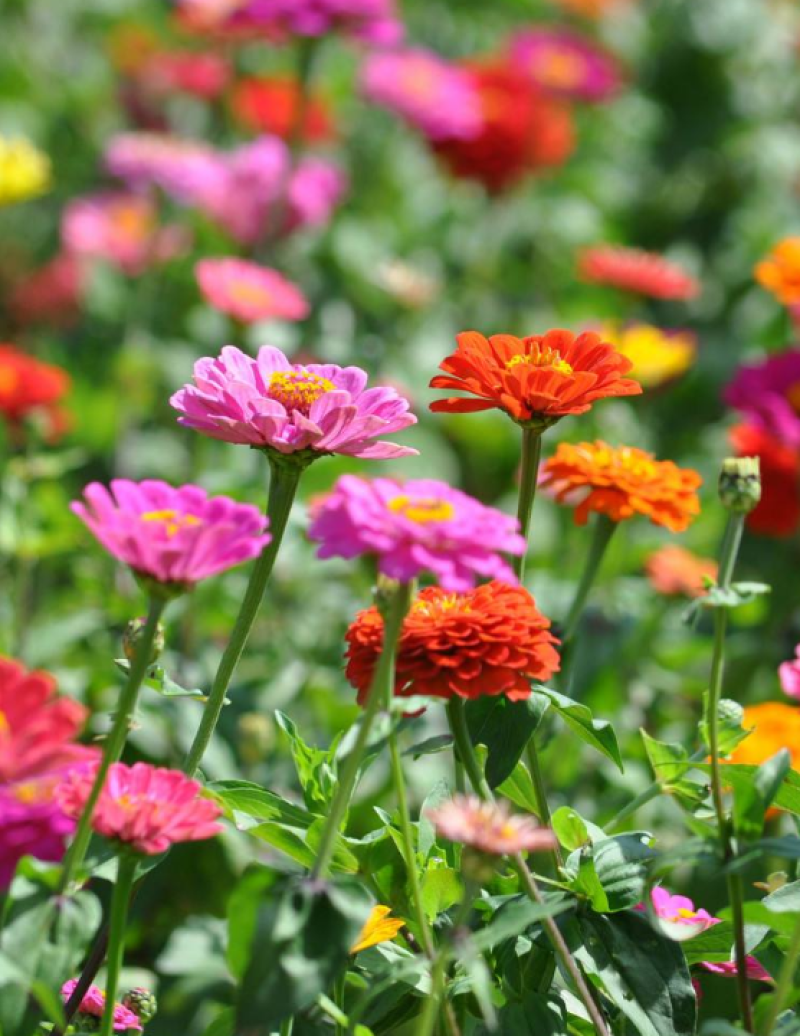 四季易种百日草花卉种子七彩重瓣百日菊花籽庭院花坛观赏