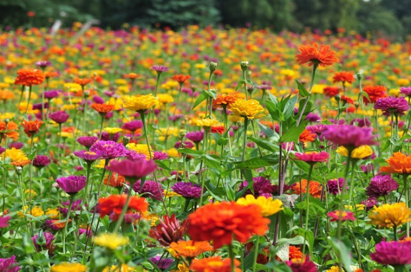 四季易种百日草花卉种子七彩重瓣百日菊花籽庭院花坛观赏