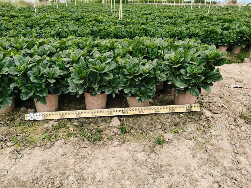 【毕业季/栀子花】栀子花佛山基地直销一手货源，芳香迷人
